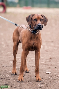 Superb Rhodesian Ridgeback for Stud Listing Image