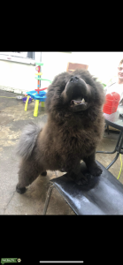 Blue Chow Chow for Stud  Listing Image