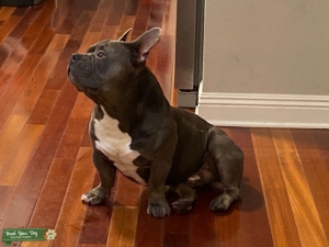 Blue American Bully - Pocket Listing Image