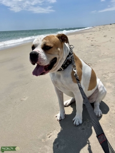 American Bulldog Honolulu Listing Image
