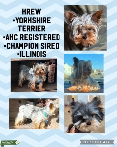 Yorkshire Terrier Stud Listing Image