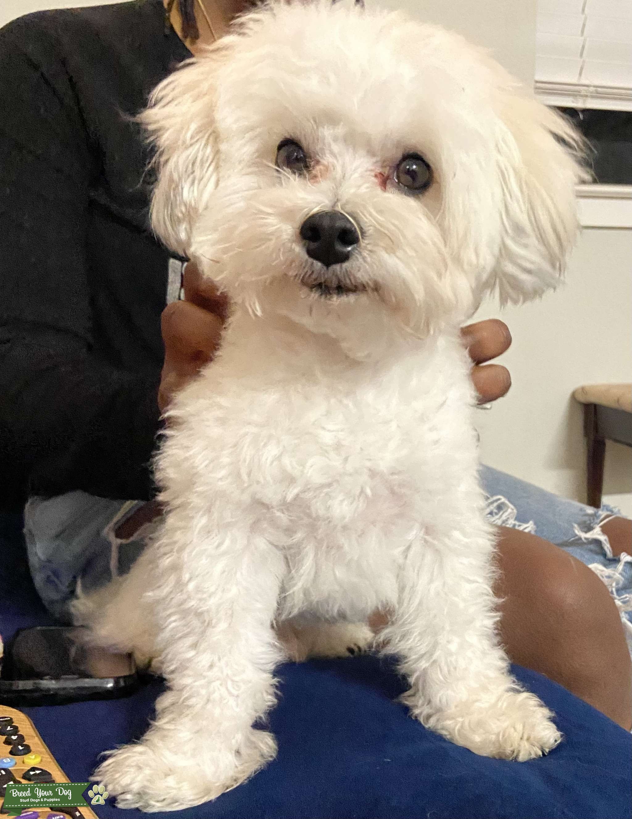 Maltipoo Stud Dog in Dallas, the United States Breed Your Dog