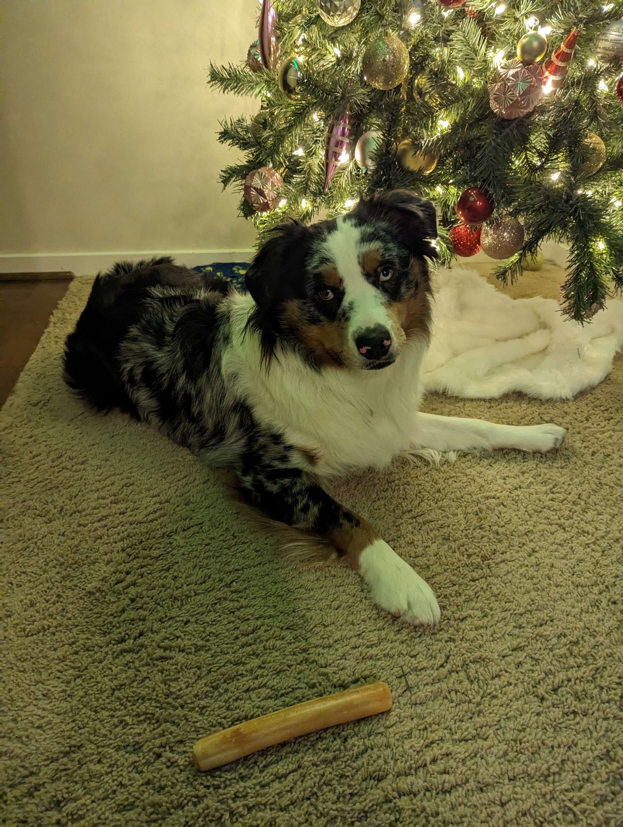 Blue Merle Australian Shepherd Stud Dog in King County , the United