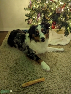 Blue Merle Australian Shepherd  Listing Image