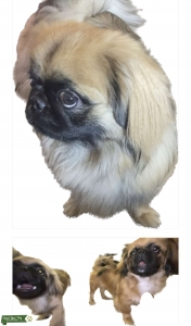 1 Year old Pekingese Studs Available  Listing Image