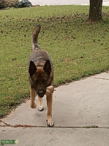 Mal X stud dog 800$ Listing Image