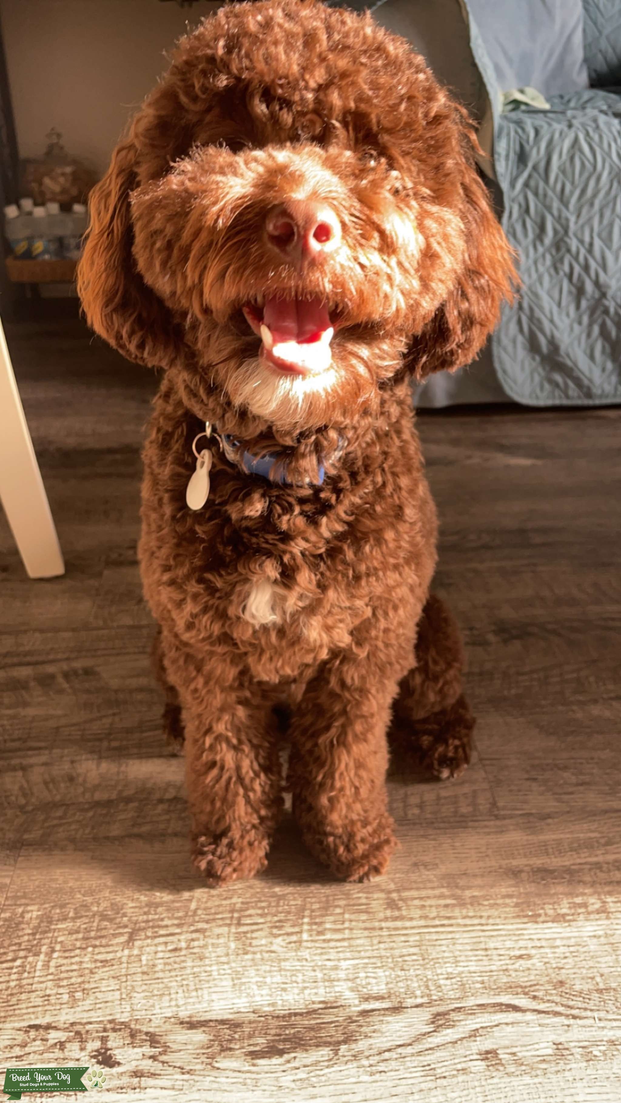 Stud Service Stud Dog in Oldsmar, the United States Breed Your Dog