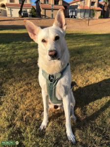 White German Shepherd Listing Image
