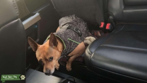 Looking to breed with similar dog Listing Image