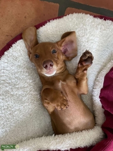 Miniature dachshund stud  Listing Image