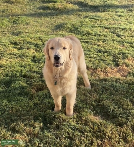 AKC GOLDEN RETRIEVER STUD  Listing Image