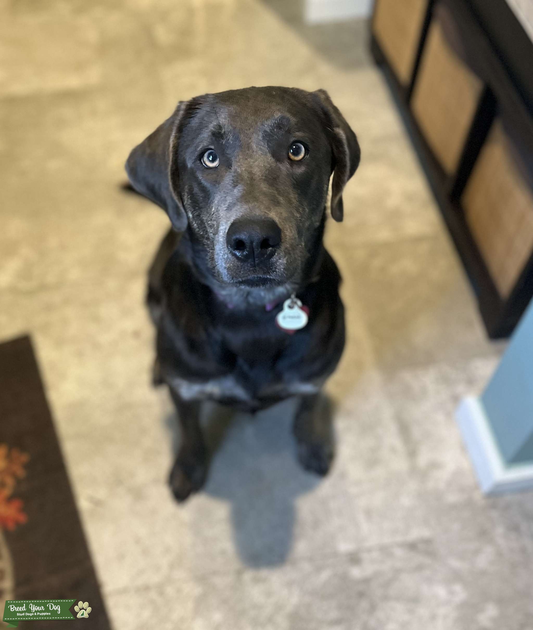 Charcoal Lab Ready for her First Litter! Stud Dog in West Virginia