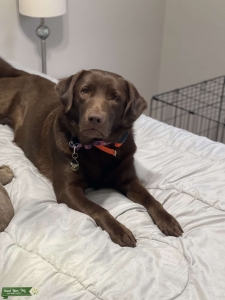 Chocolate (Sliver) Lab Female - Purebred and AKC registered   Listing Image