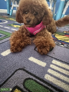 Remi Red the Toy Poodle Listing Image