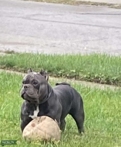  American Micro Bully/Pedigree Listing Image