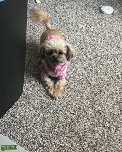 Shih Tzu / Chihuahua female looking for boyfriend  Listing Image