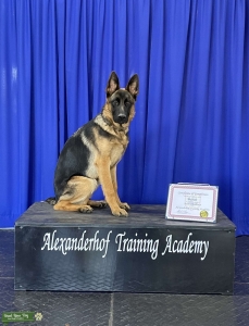 Beautiful GSD AKC Listing Image