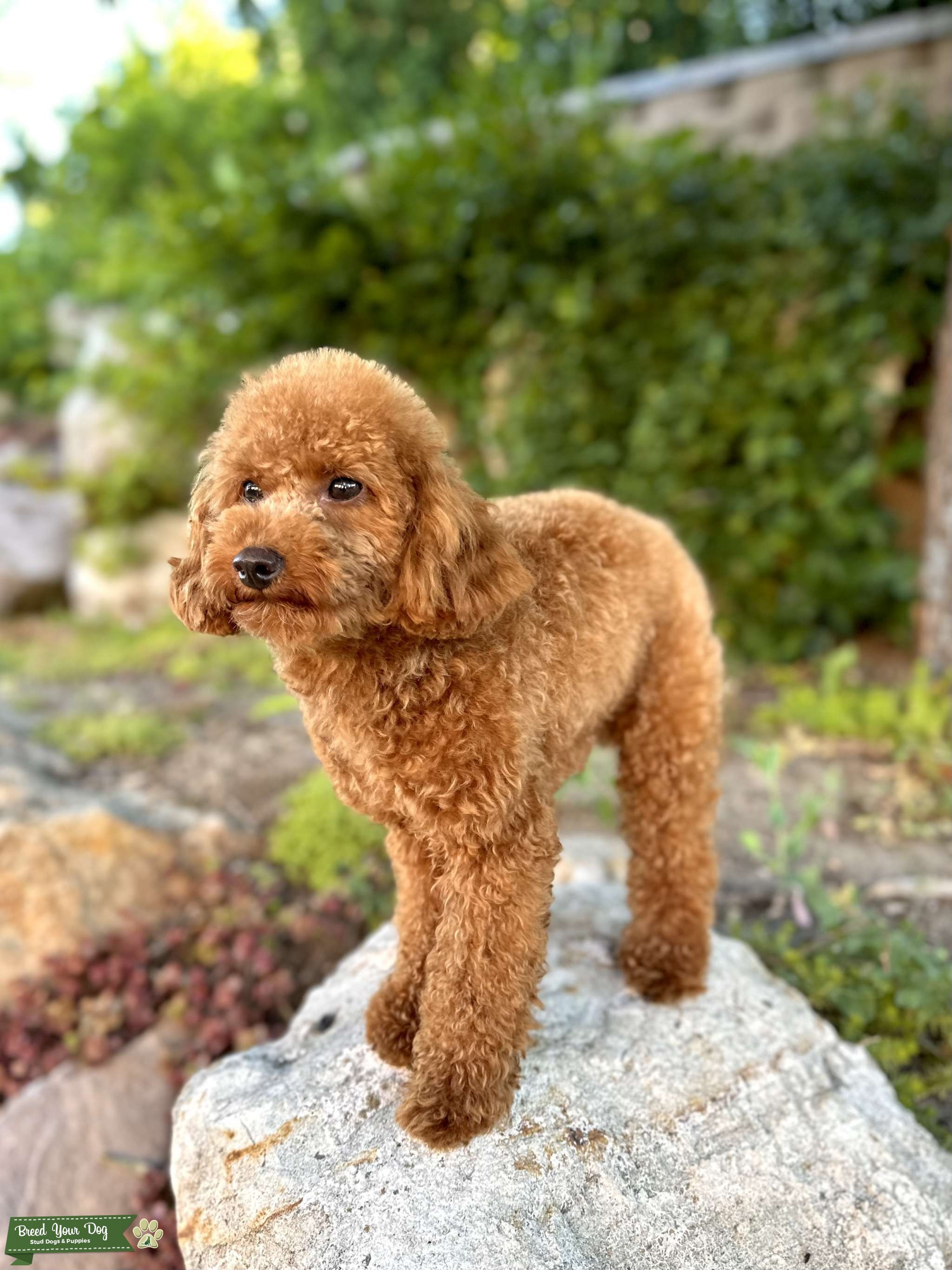 Handsome long legged red AKC toy poodle stud Stud Dog in Chelan WA