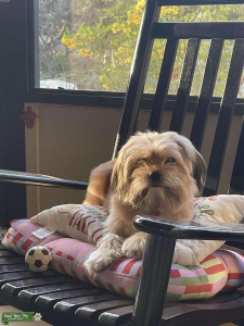 Teacup Australian Shepherd & Shih-Tzus Mix Listing Image