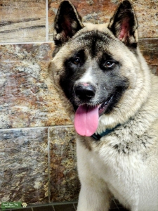Full Masked Black, White, and Gray/Brown Akita Listing Image