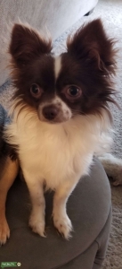 Chocolate and white long haired mini chihuahua  Listing Image