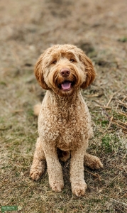 Multi Generation Double Doodle Listing Image