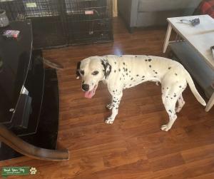 Happy Boy Listing Image