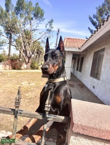 European Doberman Stud  Listing Image