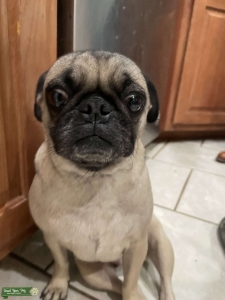 fawn pug Listing Image