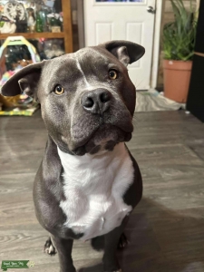 American Bully Male Listing Image