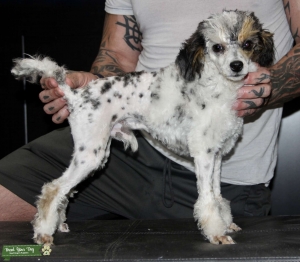 AKC clear Toy poodle  Listing Image