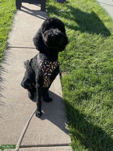 Black golden doodle  Listing Image