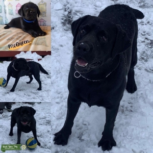 Gorgeous balanced Labrador Listing Image