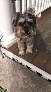Grey & White Schnauzer Looking for Mate ♥️ Listing Image