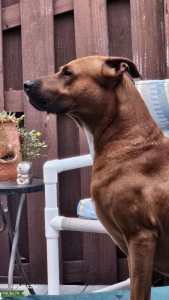 5year old Stud Rhodesian Ridgeback/backmouth Cur Listing Image