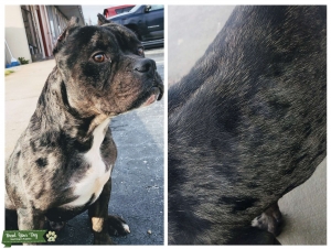 American black Merle Pocket bully Listing Image