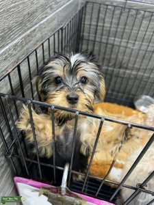 Yorkie Listing Image