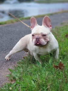 French bulldog Isabella Stud Listing Image