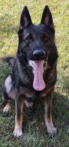 Sable German Shepherd Listing Image