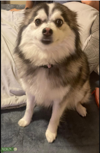 Female Pomsky (looking for Stud for breeding ONLY) Listing Image