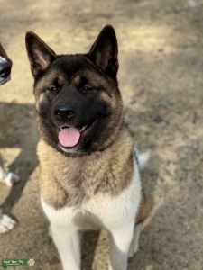 Akita Listing Image