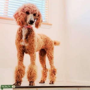 AKC Certified Cream/Golden Poodle  Listing Image