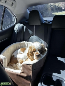 Cocker spaniel  Listing Image