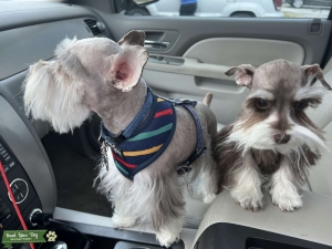 Teacup Schnauzer  Listing Image