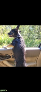 Black Min pin terrier  Listing Image