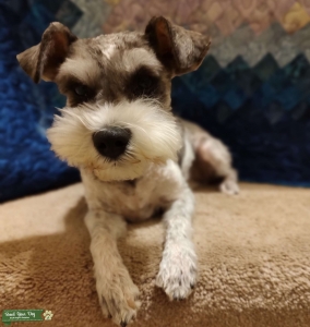 Miniature Schnauzer  Listing Image