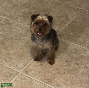 Purebred Teacup Yorkie Listing Image