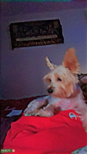 Yorkie Stud MALE  Listing Image