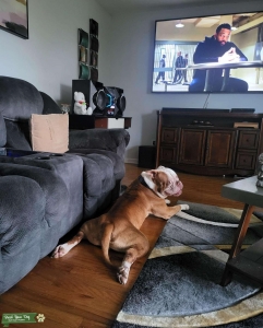 Purebred American Bulldog  Listing Image