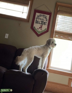 Cream golden doodle with black beard Listing Image